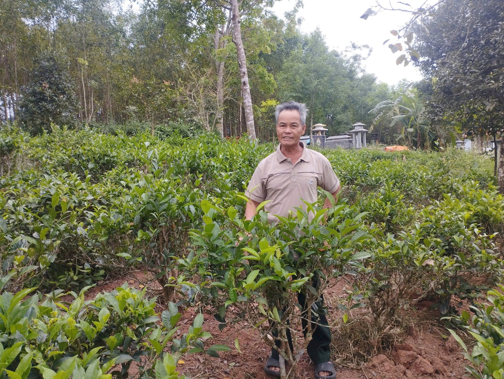 Vườn trồng chè An Bằng tại xã Đại Thạnh. Ảnh: THÙY LIÊN
