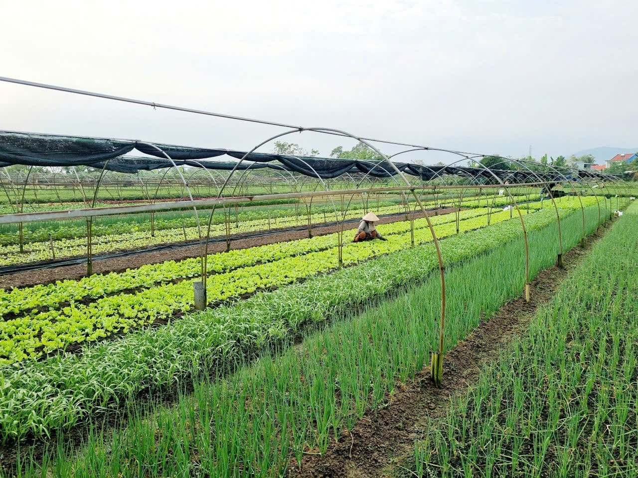 Dưới sự chỉ đạo hiệu quả của lãnh đạo địa phương, hợp tác xã nông nghiệp ở xã Hòa Tiến (huyện Hòa Vang) hoạt động hiệu quả, mang lại thu nhập ổn định cho người dân. Ảnh: T.PHƯƠNG