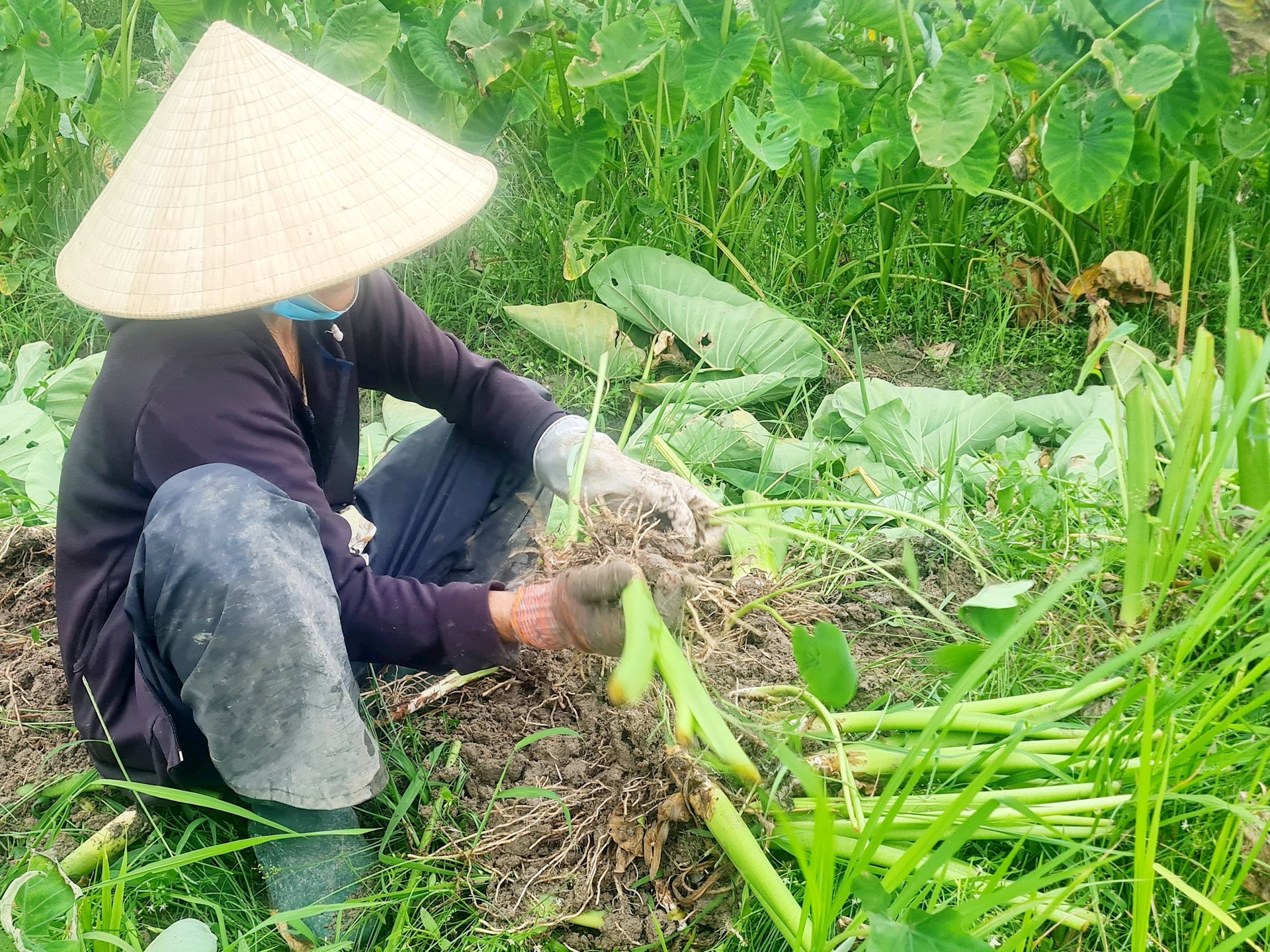 Tách củ môn khỏi cây, bẹ ngay tại ruộng. Ảnh: TRIÊU NHAN
