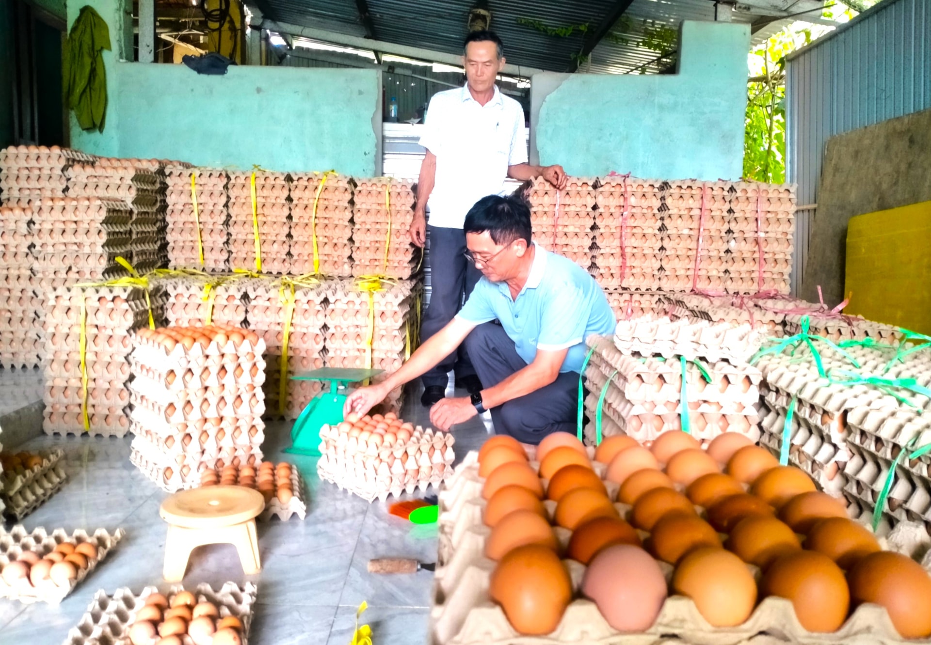 Ông Nguyễn Văn Liệu (ngồi) là một trong những thành viên nổi bật của CLB Nông dân sản xuất, kinh doanh giỏi phường Hòa Thọ Tây (quận Cẩm Lệ) với mô hình chăn nuôi gà lấy trứng. Ảnh: NGỌC QUỐC