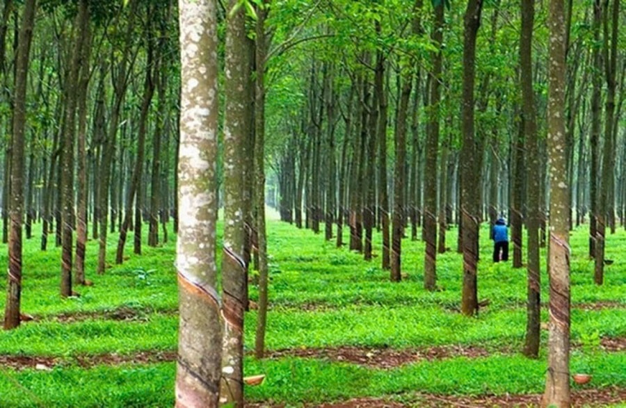 Giá cao su hôm nay 21/4/2025: Nhật Bản tăng nhẹ