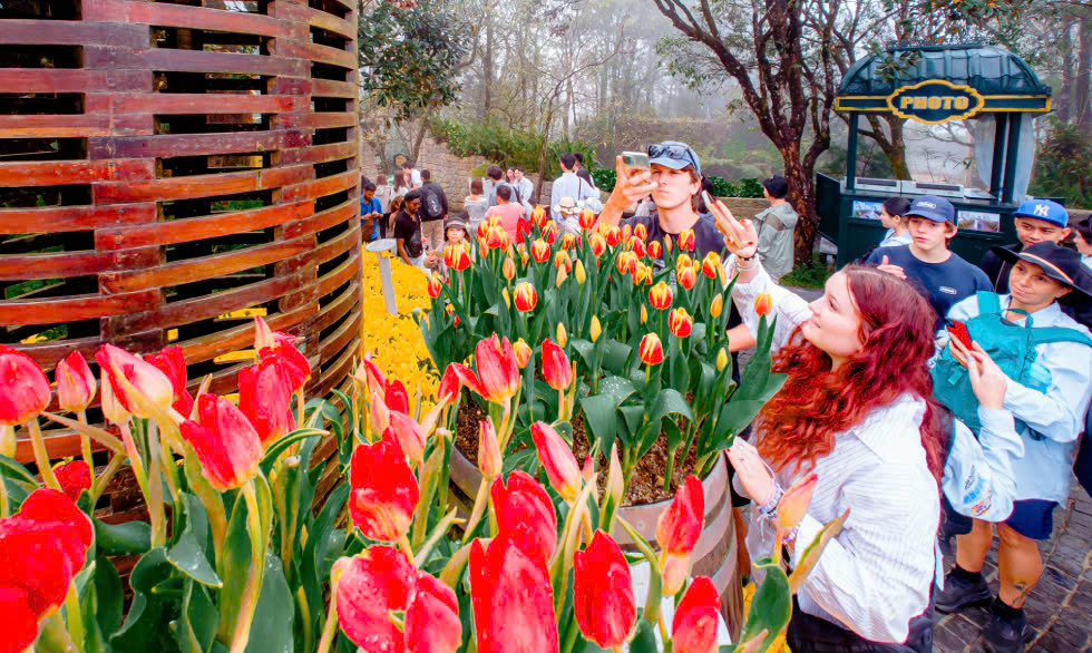 Du khách nước ngoài thích thú ghi lại hình ảnh tuyệt đẹp của mùa hoa tulip trên đỉnh Bà Nà, nơi được ví như Hà Lan thu nhỏ giữa núi rừng Việt Nam.Ảnh: KIM LIÊN