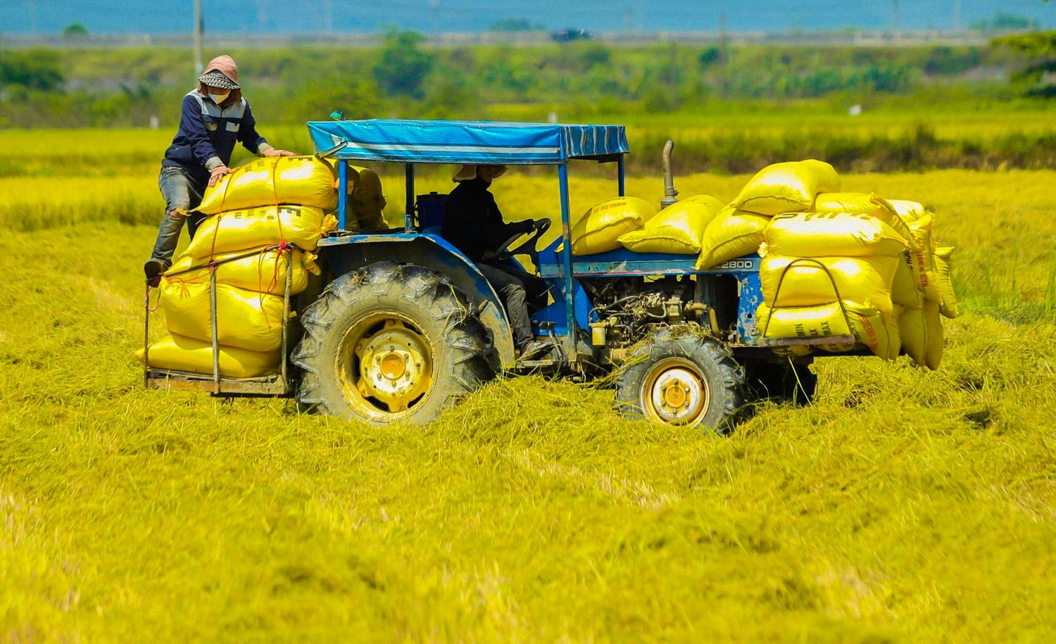 Nông dân huyện Hòa Vang áp dụng máy móc hiện đại vào hoạt động sản xuất. Ảnh: BẢO LÂM