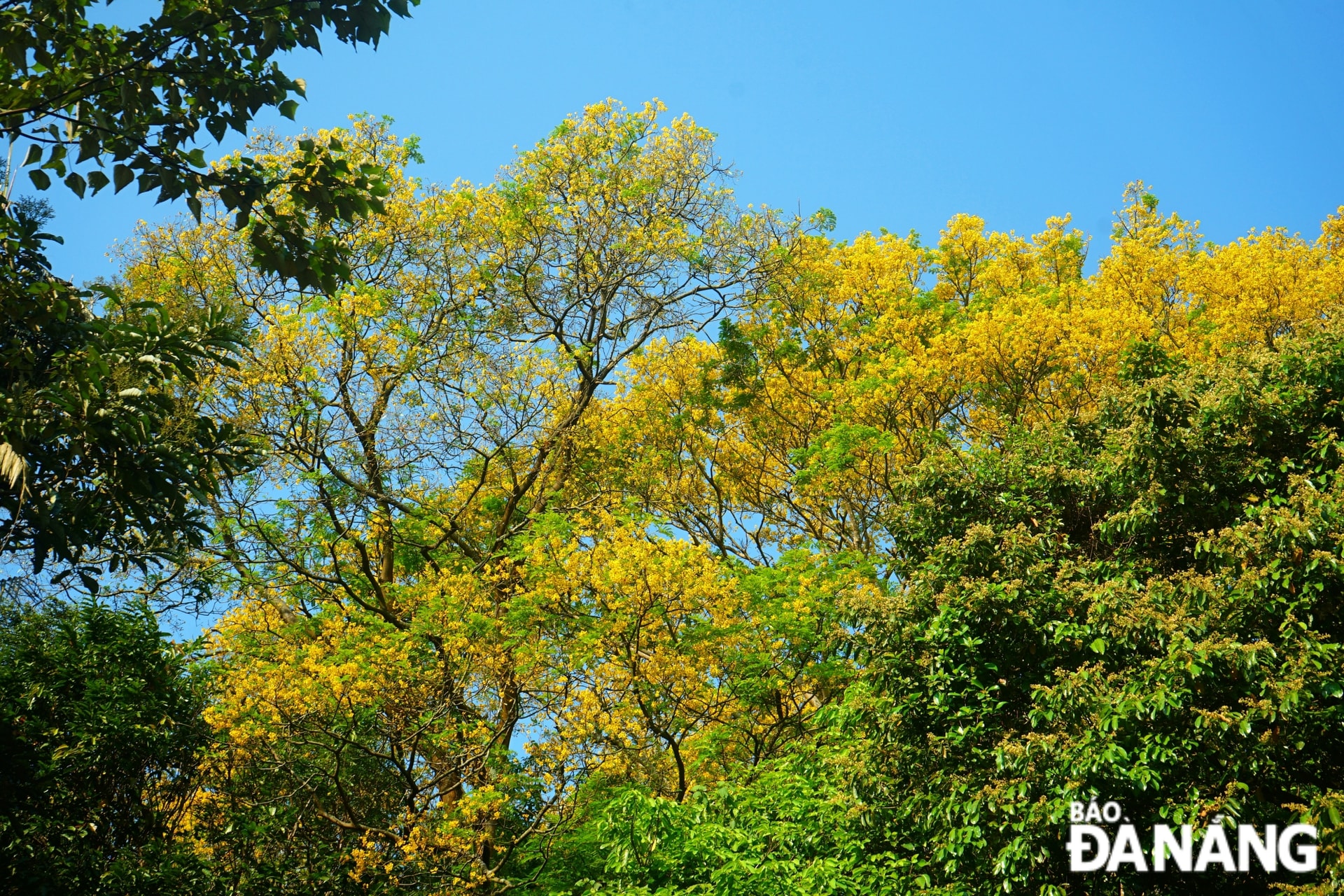 Mùa hoa lim xẹt thường kéo dài từ cuối tháng 3 cho đến tháng 5 dương lịch.