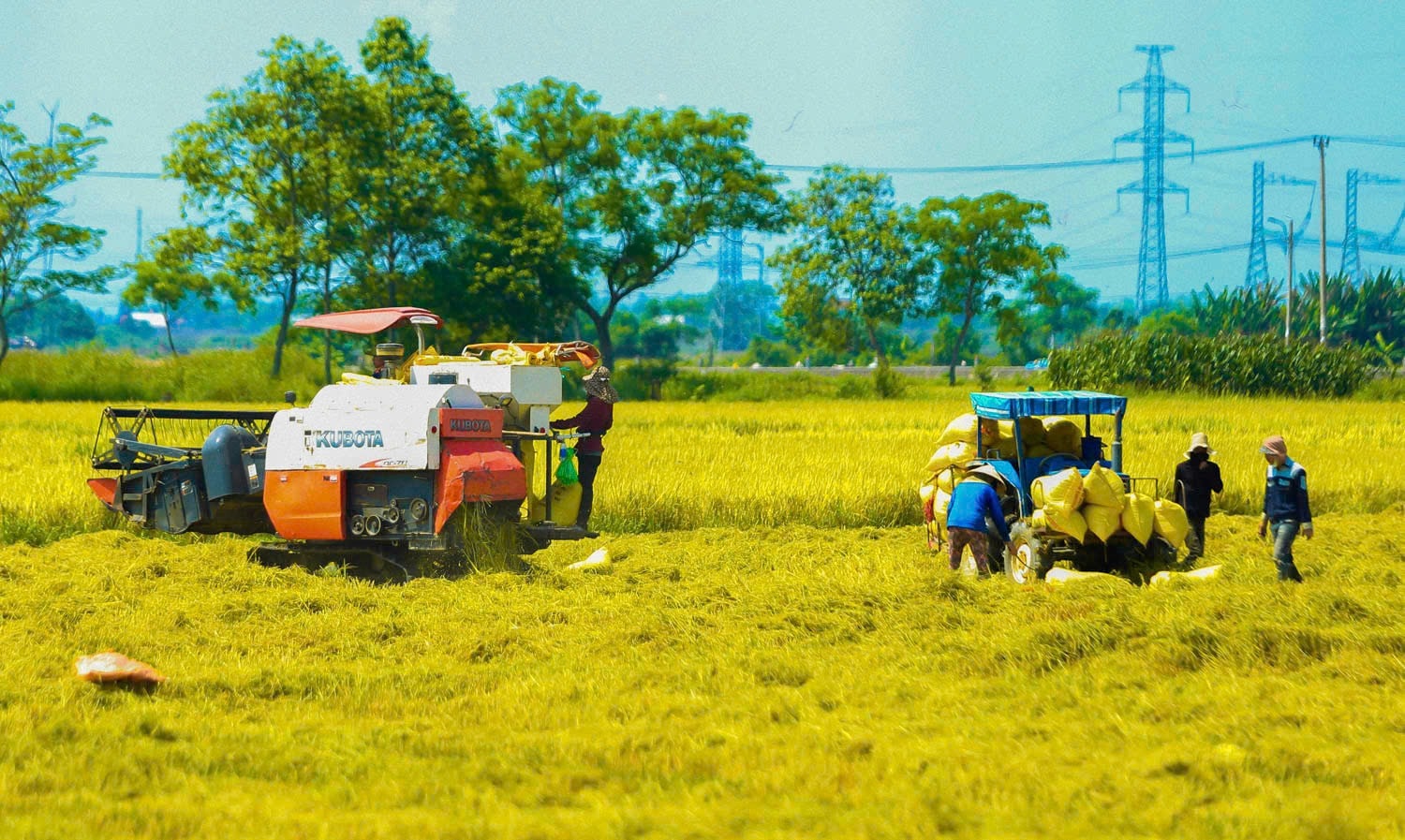Máy gặt đập liên hợp, công nông hoạt động tối đa công suất nhằm bảo đảm tiến độ thu hoạch vụ lúa đông xuân. Ảnh: HỮU ANH