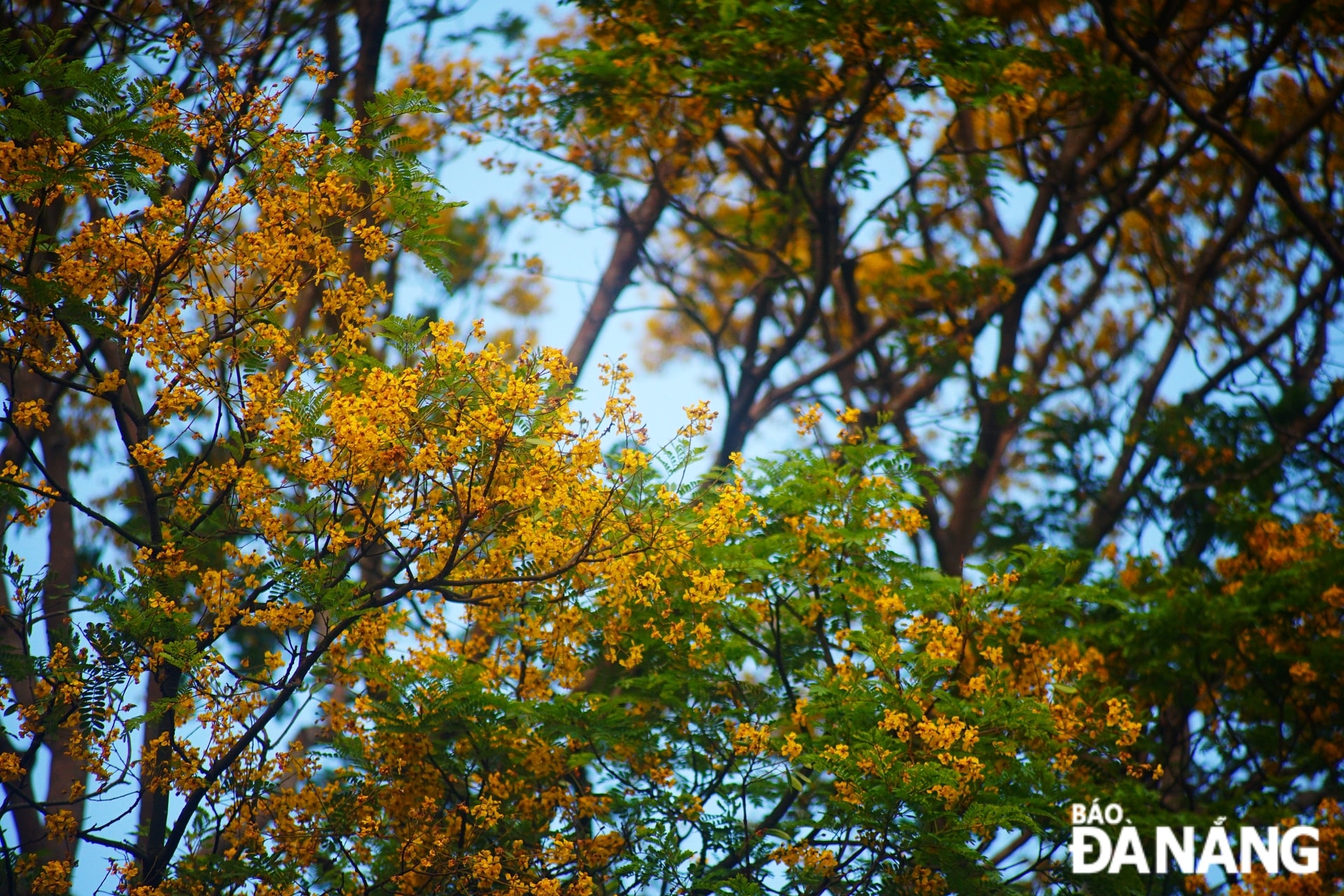 lim xẹt còn nhiều tên gọi khác như: phượng vàng, điệp vàng hay muồng kim phượng.