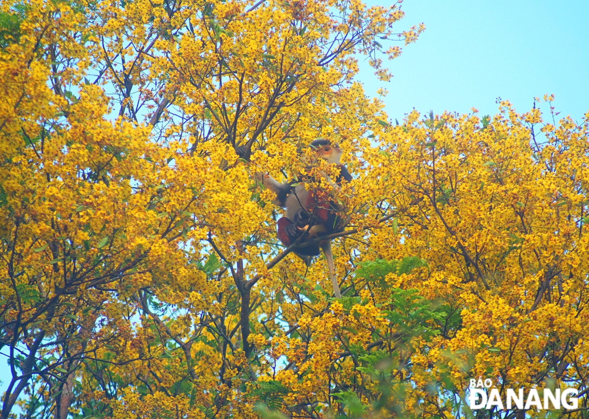 Sự hiện diện của loài voọc được mệnh danh là “nữ hoàng linh trưởng”, hòa trong sắc hoa của núi rừng như lim xẹt hay thàn mát, đã tạo điểm nhấn độc đáo cho bức tranh đa dạng sinh học trên bán đảo Sơn Trà. 