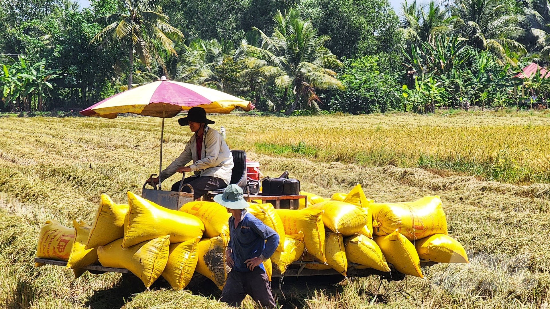 Giá phân bón hôm nay 29/4/2025: Tăng nhẹ tại Tây Nam Bộ