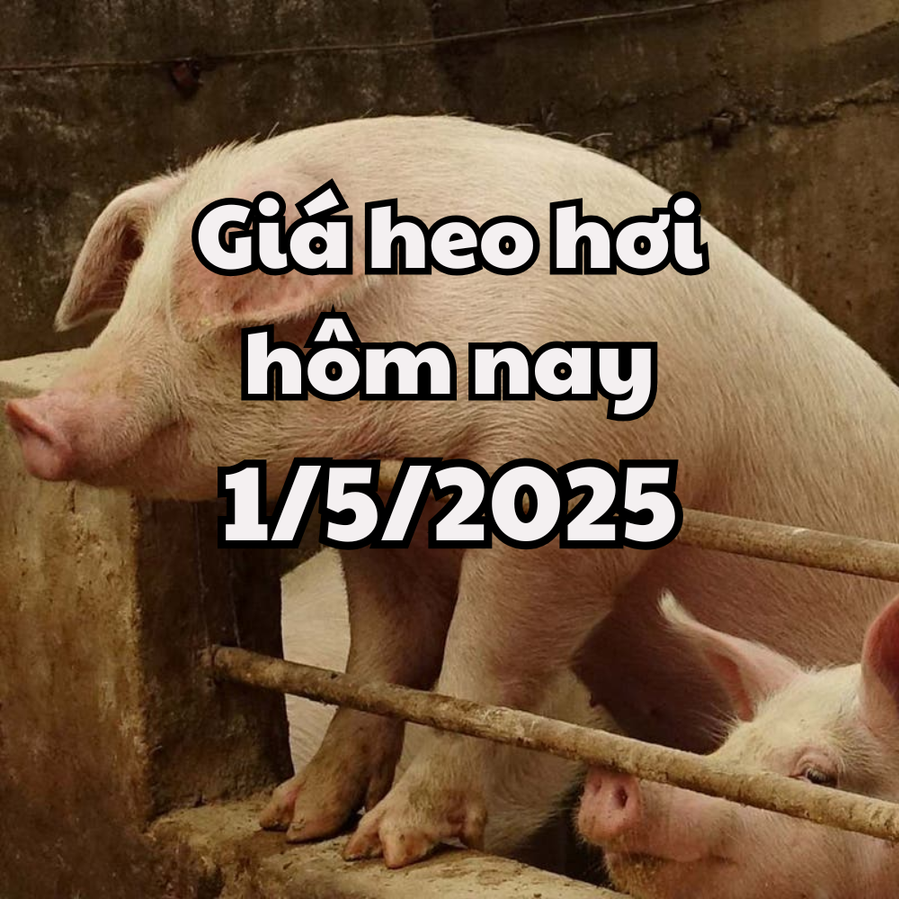 Giá heo hơi hôm nay 1 5 2025 Chững lại tại 3 miền cả nước