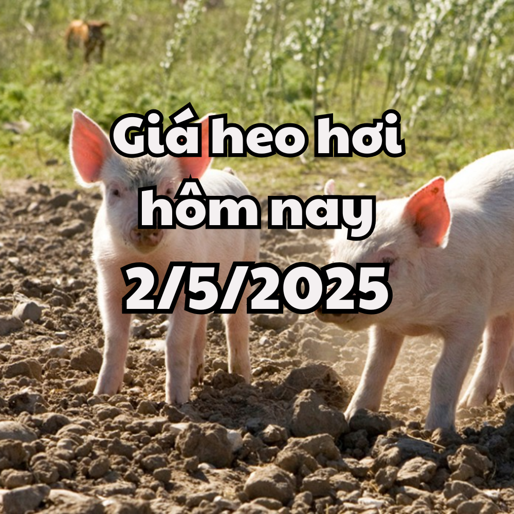 Giá heo hơi hôm nay 2 5 2025 3 miền tiếp tục đi ngang