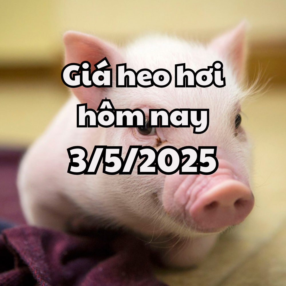 Giá heo hơi hôm nay 3 5 2025 Miền Nam sụt giảm, miền Bắc tiếp tục đi ngang