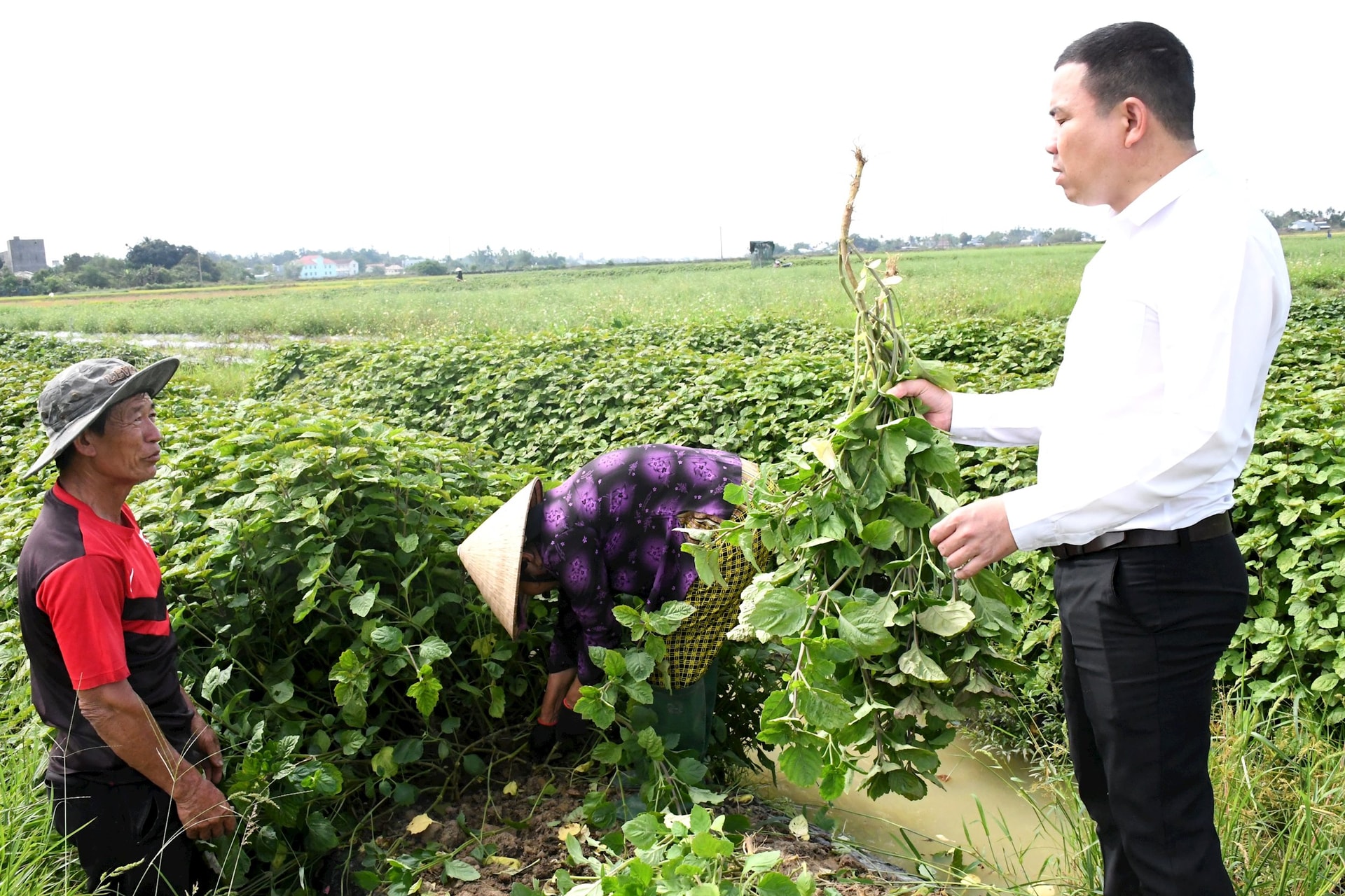 Hộ ông Nguyễn Tấn Trí canh tác cây mùng năm có thu nhập ổn định. Ảnh: QUANG VIỆT