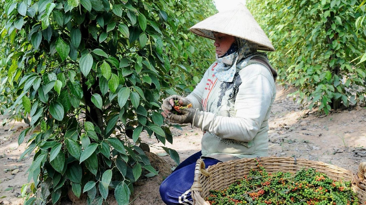 Thị trường tiêu trong nước đang duy trì trạng thái ổn định