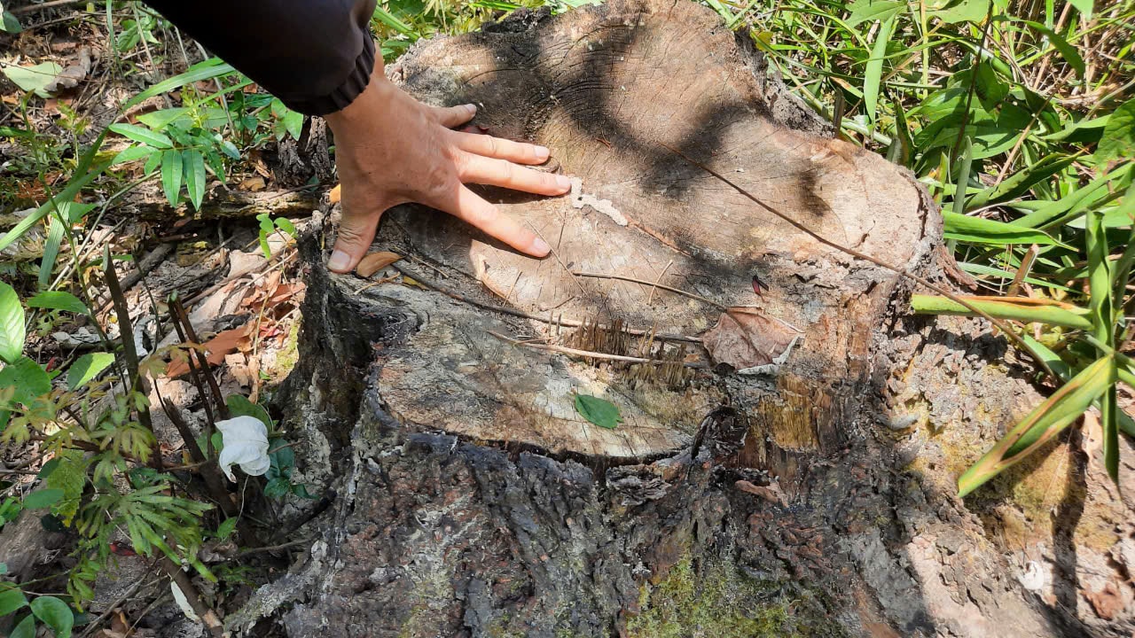 Một gốc cây nghi là cây thông caribe bị kẻ xấu đốn hạ ở khu vực núi Dương Huê. Ảnh: ĐÔNG YÊN