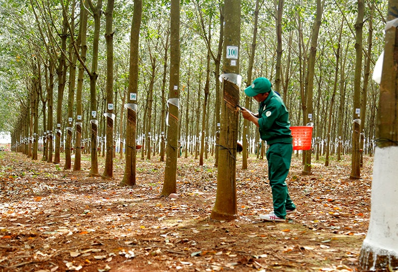 Giá cao su hôm nay 14/5/2025: Thế giới giảm nhẹ