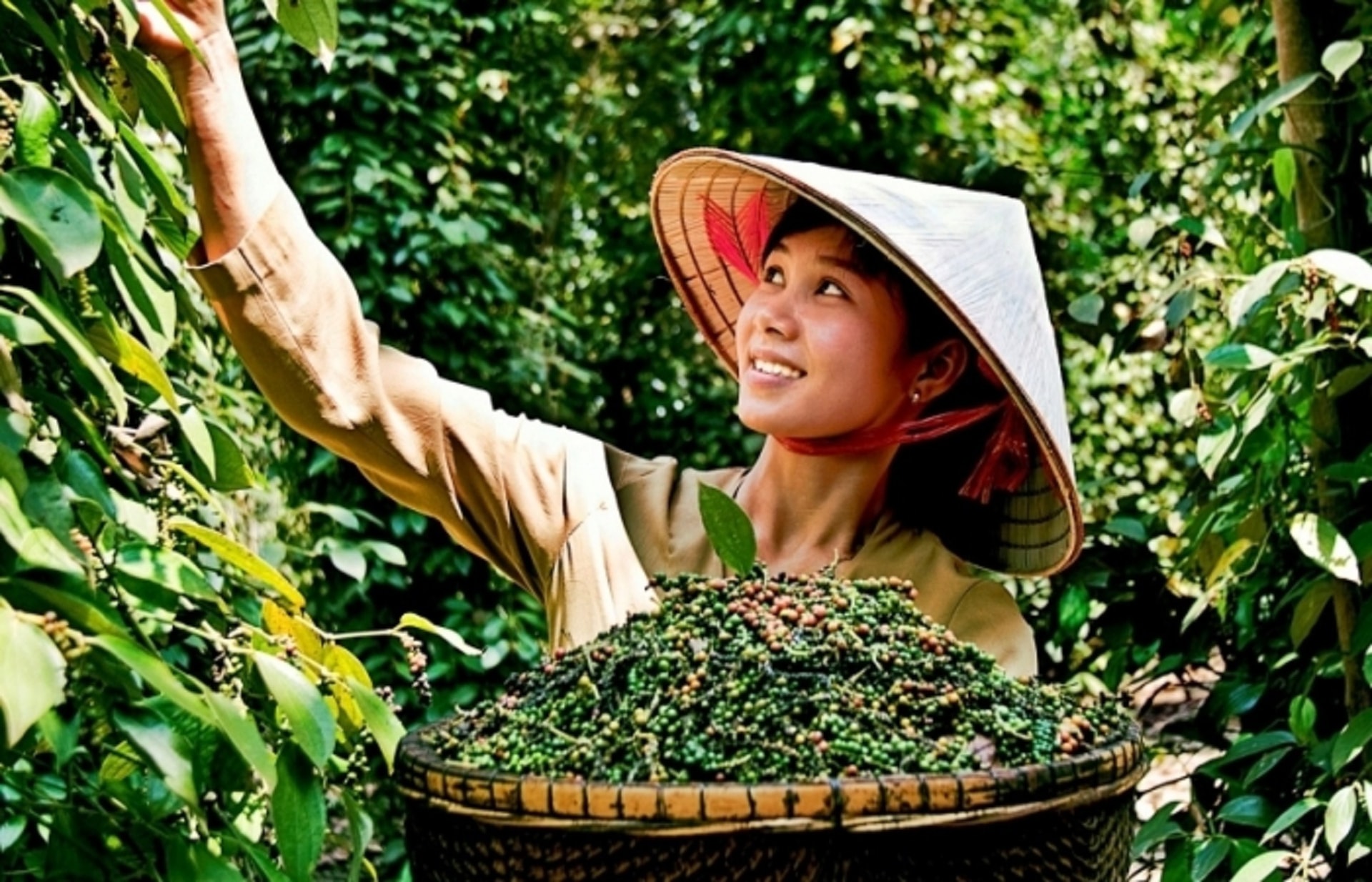 Giá tiêu trong nước đang có tín hiệu tích cực