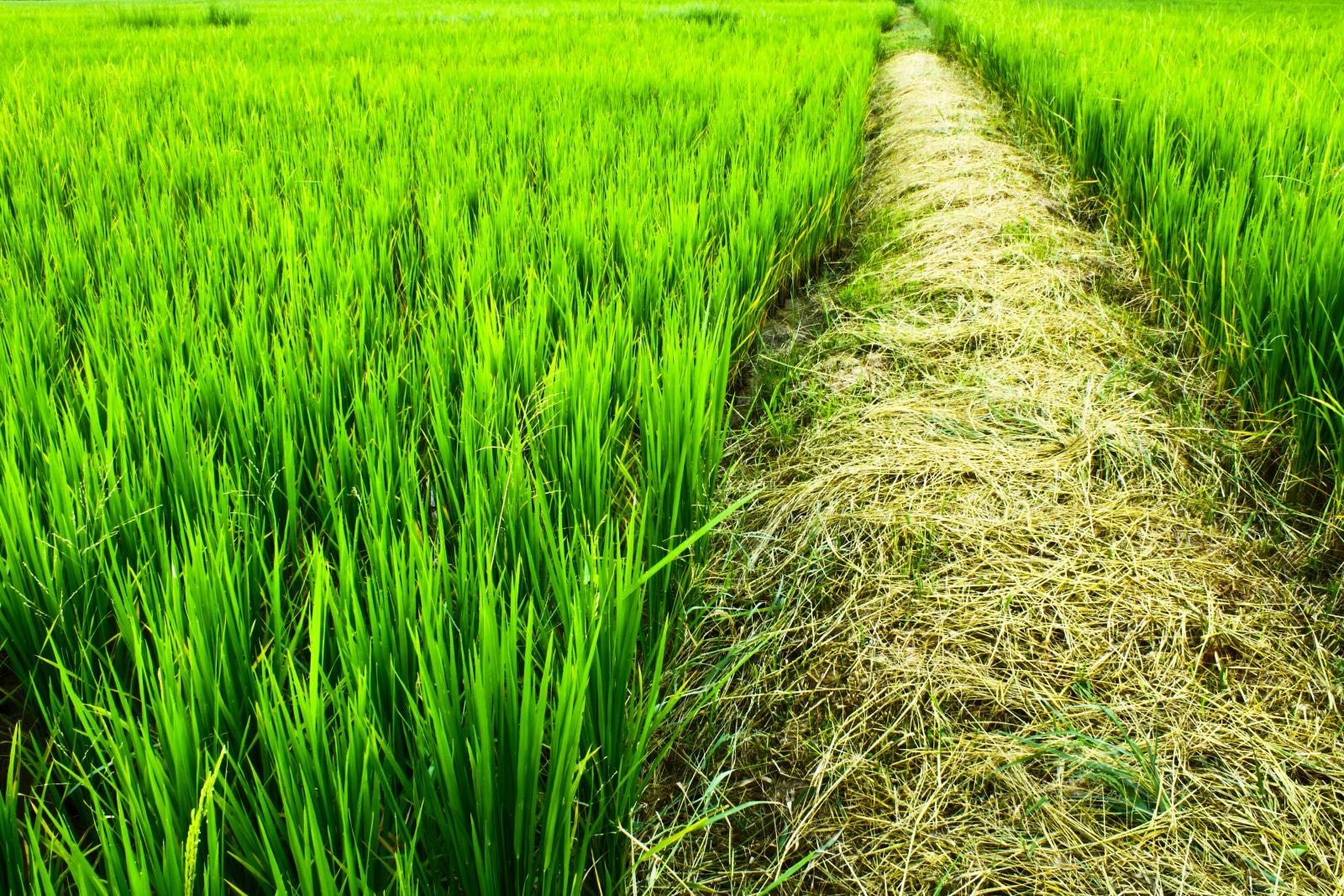 Giá lúa gạo hôm nay 16/5: Lúa tươi tăng nhẹ