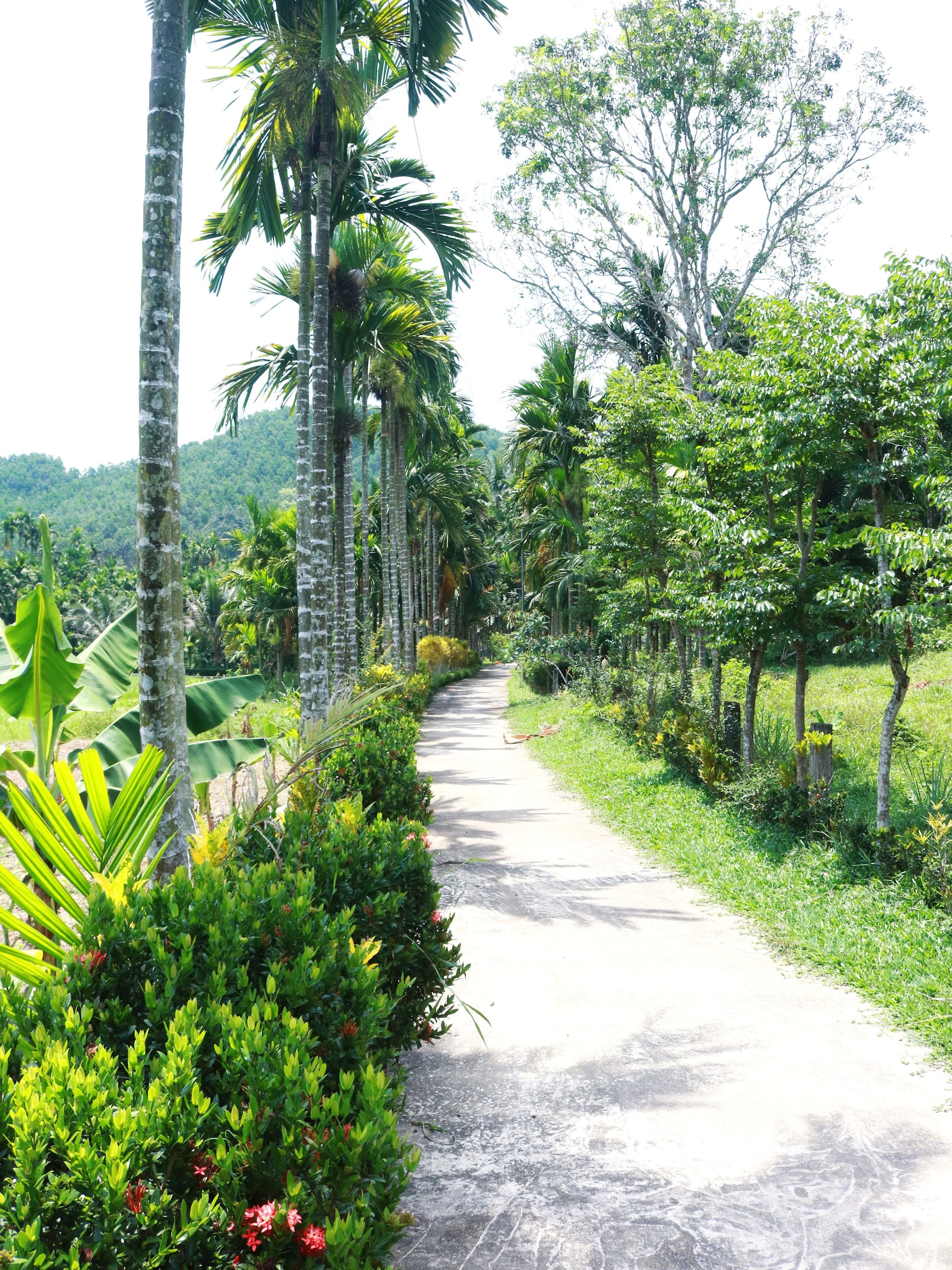 beautiful_road.jpg