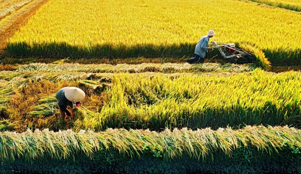 Rice price today 8/2: Continues to remain stable