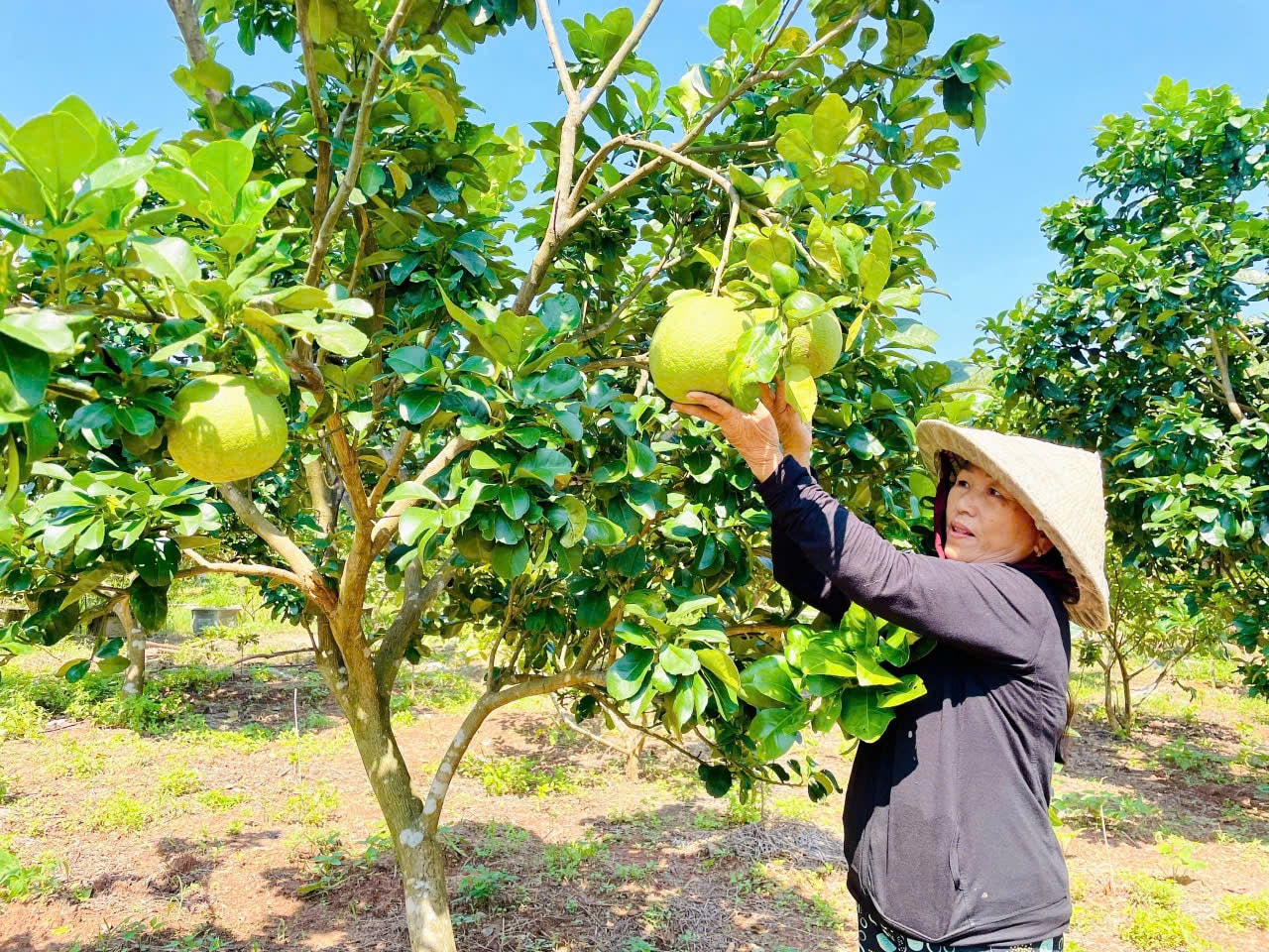 Nhiều mô hình kinh tế vườn ở thôn Mỹ Sơn (xã Duy Phú, Duy Xuyên) cho hiệu quả cao. Ảnh: NHÃ PHƯƠNG
