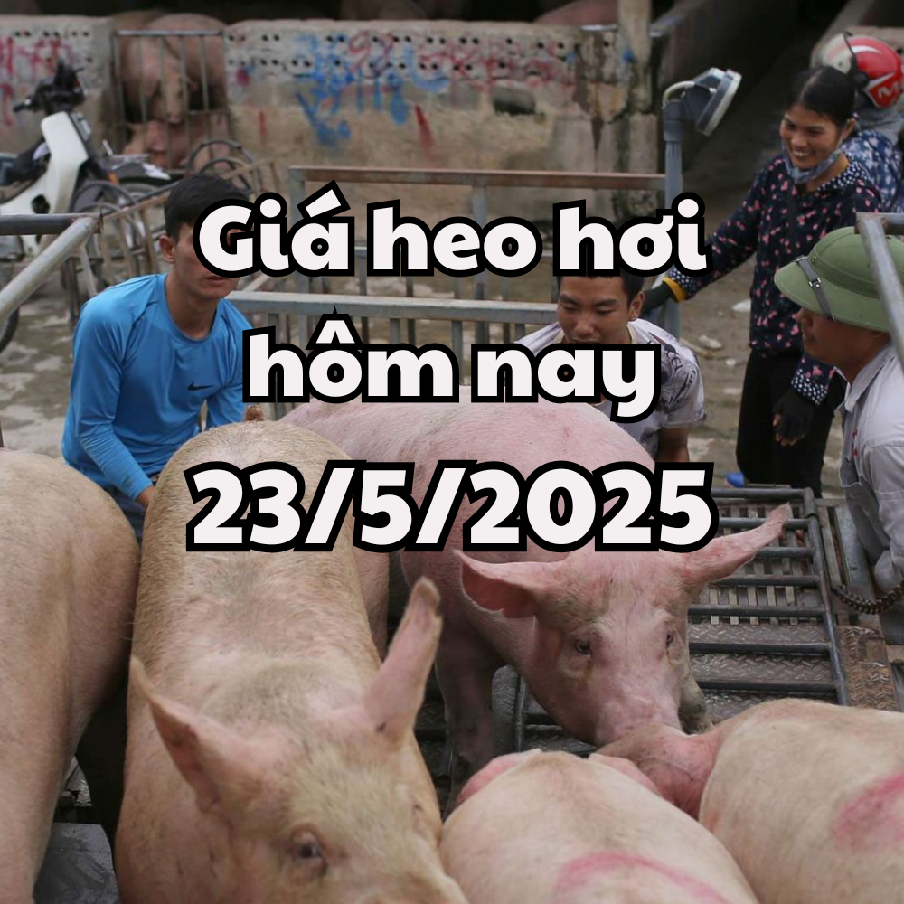 Giá heo hơi hôm nay 23 5 2025 Nam ĐỊnh siết chặt kiểm soát dịch bệnh