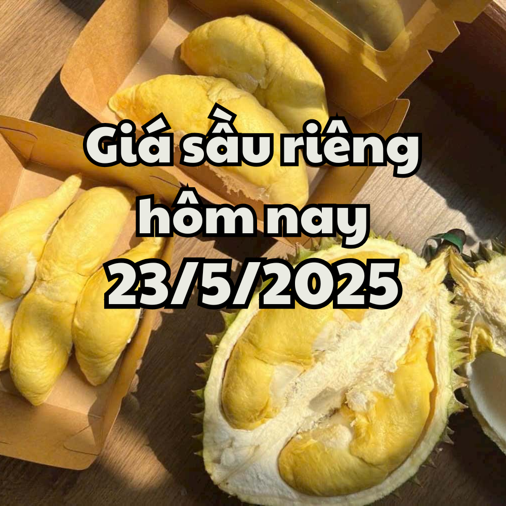 Giá sầu riêng hôm nay 23 5 2025 960 mã vùng sầu riêng của Việt Nam được phê duyệt