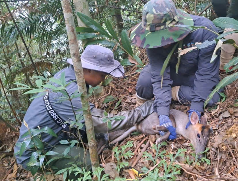 DONG VAT HOANG DA 5
