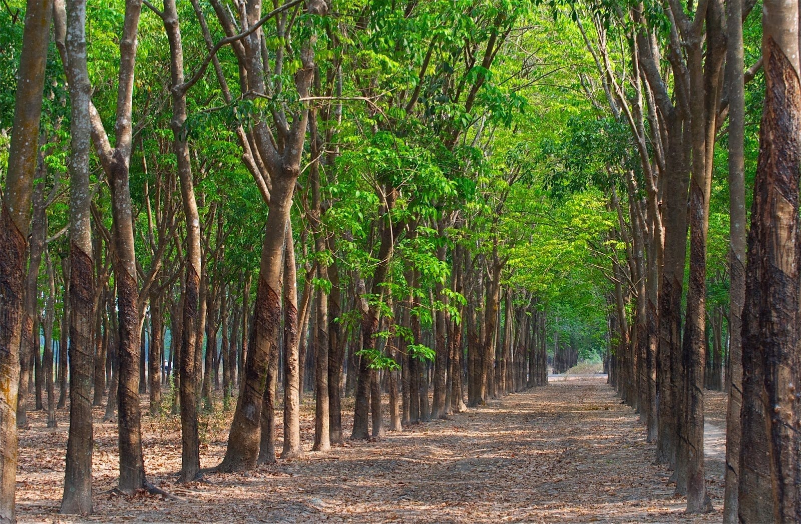Giá cao su hôm nay 4/6: Giá cao su kỳ hạn vững xu hướng đi lên