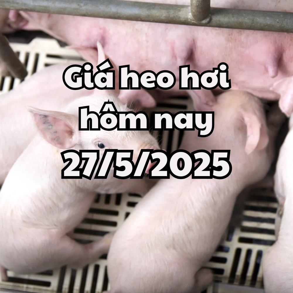 Giá heo hơi hôm nay 27/5/2025: Miền Bắc phục hồi trở lại, miền Nam lập nên đỉnh mới, dịch tả lại xuất hiện