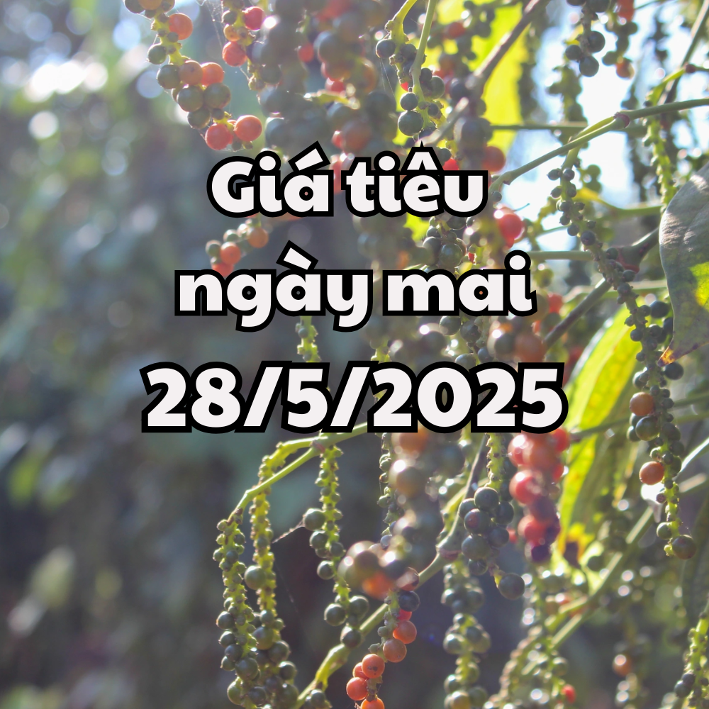 ព័ត៌មាន, ការព្យាករណ៍តម្លៃម្រេច 5/28/2025 ដើម្បីពង្រីកការកើនឡើង, Central Highlands នាំមុខនិន្នាការ