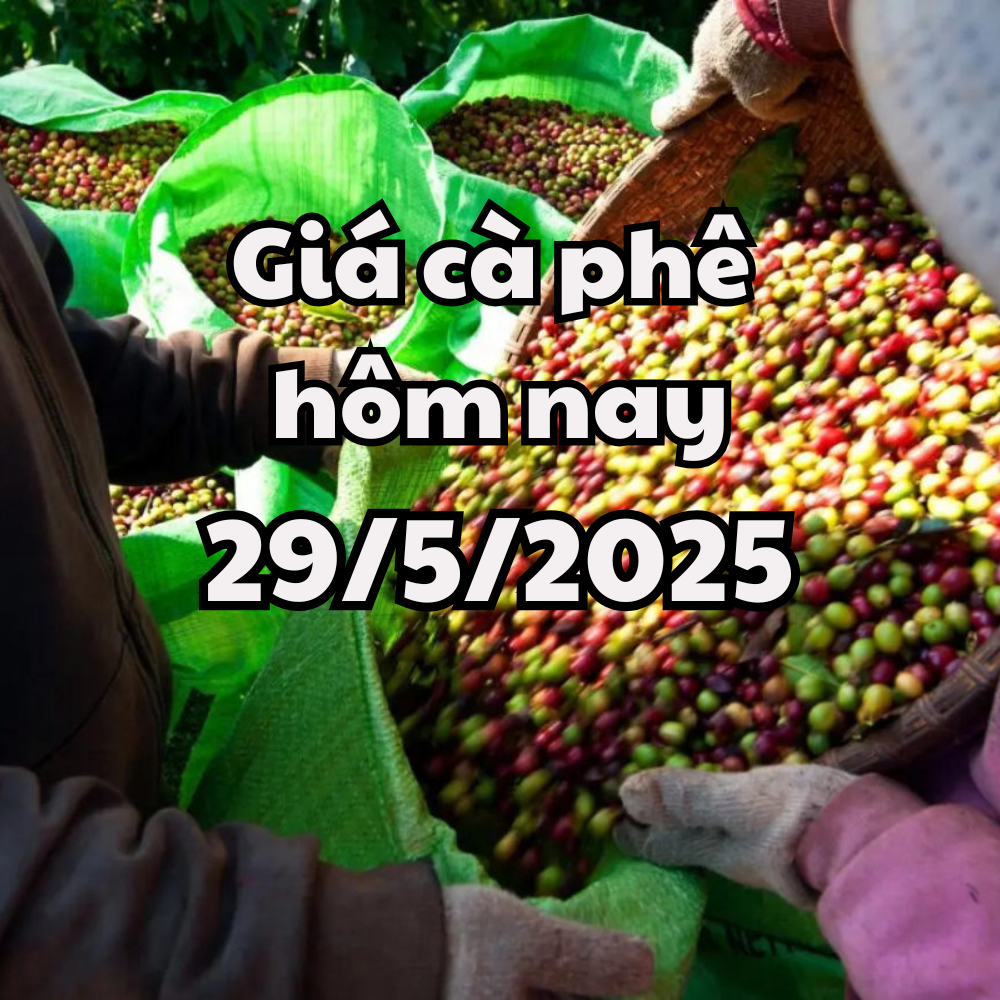 តម្លៃកាហ្វេថ្ងៃនេះ 05/29/2025 មានការថយចុះ ដោយសារការផ្គត់ផ្គង់ពីប្រទេសប្រេស៊ីល និងឥណ្ឌូនេស៊ី
