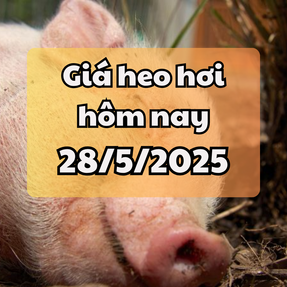 Giá heo hơi hôm nay 28 5 2025 Đi ngang tại 3 miền, Long An giữ vững đỉnh 76.000 đồng kg