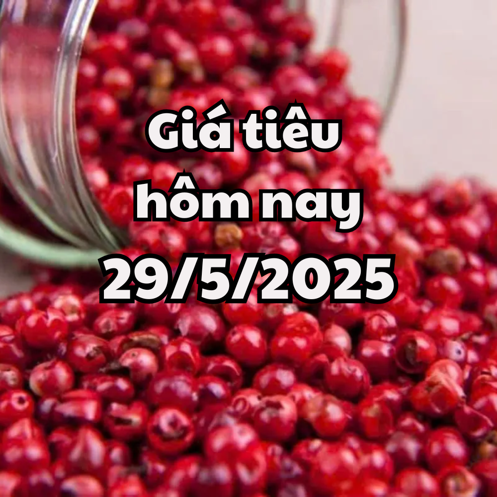 តម្លៃម្រេចថ្ងៃនេះ 5/29/2025 មានការកើនឡើងថ្មី ដោយសារតែថ្លៃដឹកជញ្ជូនកើនឡើង