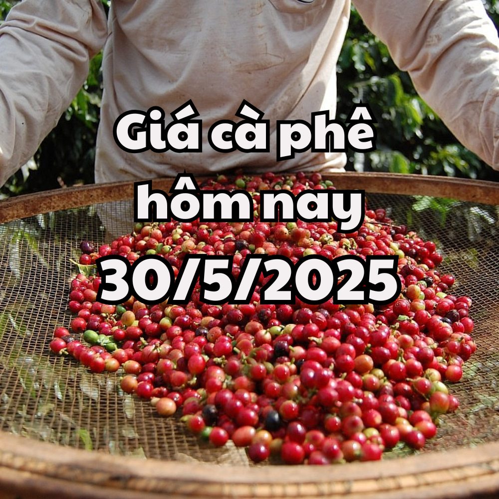 តម្លៃកាហ្វេថ្ងៃនេះ 05/30/2025 វៀតណាមនៅតែជាប្រទេសនាំចេញកាហ្វេឈានមុខគេរបស់ពិភពលោក