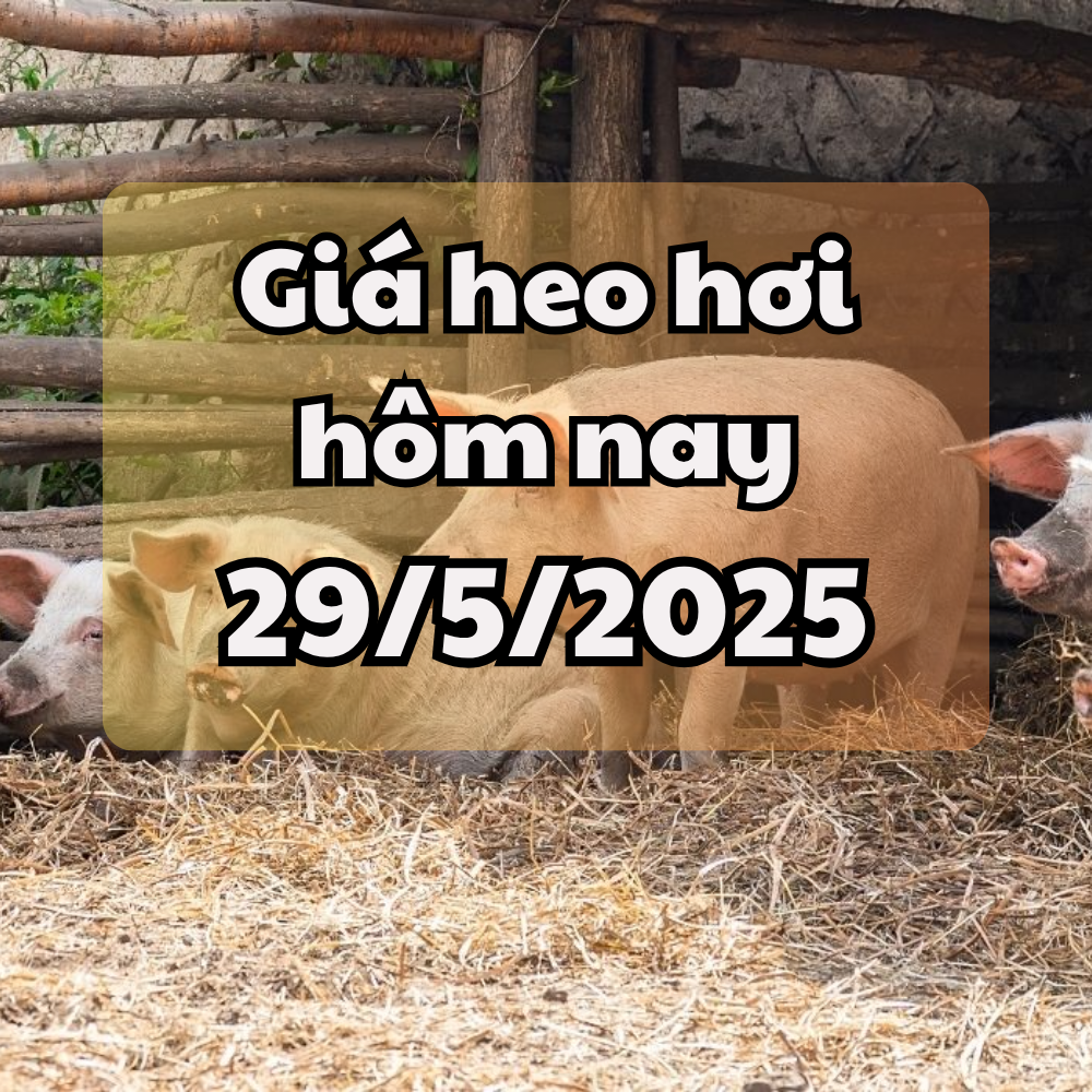 តម្លៃជ្រូកថ្ងៃនេះ 5/29/2025 ខាងត្បូងកើនឡើងក្នុងពេលដំណាលគ្នា ខាងជើងកើនឡើងបន្តិច
