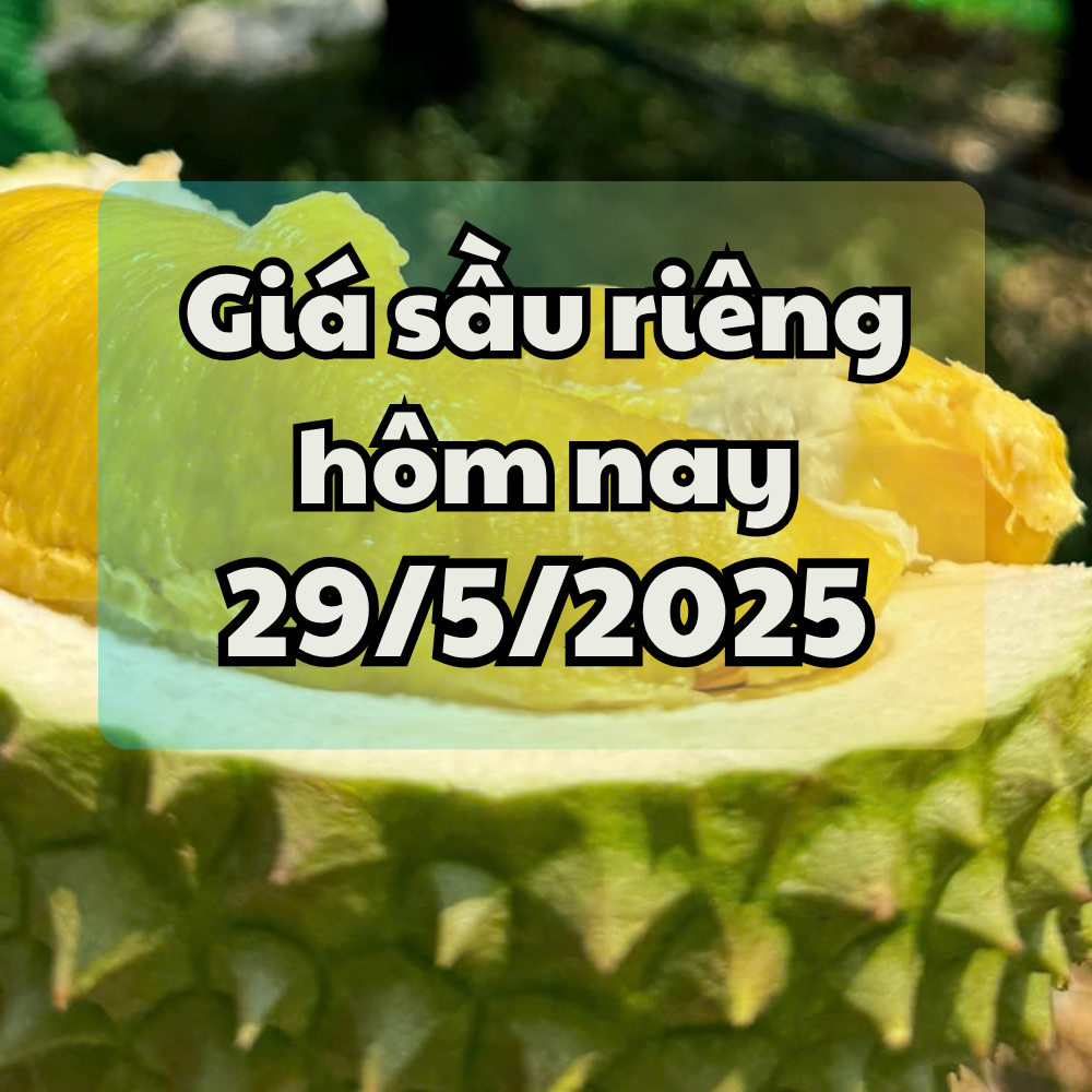 Giá sầu riêng hôm nay 29 5 2025 Chiêu trò cạnh tranh mới của Thái Lan
