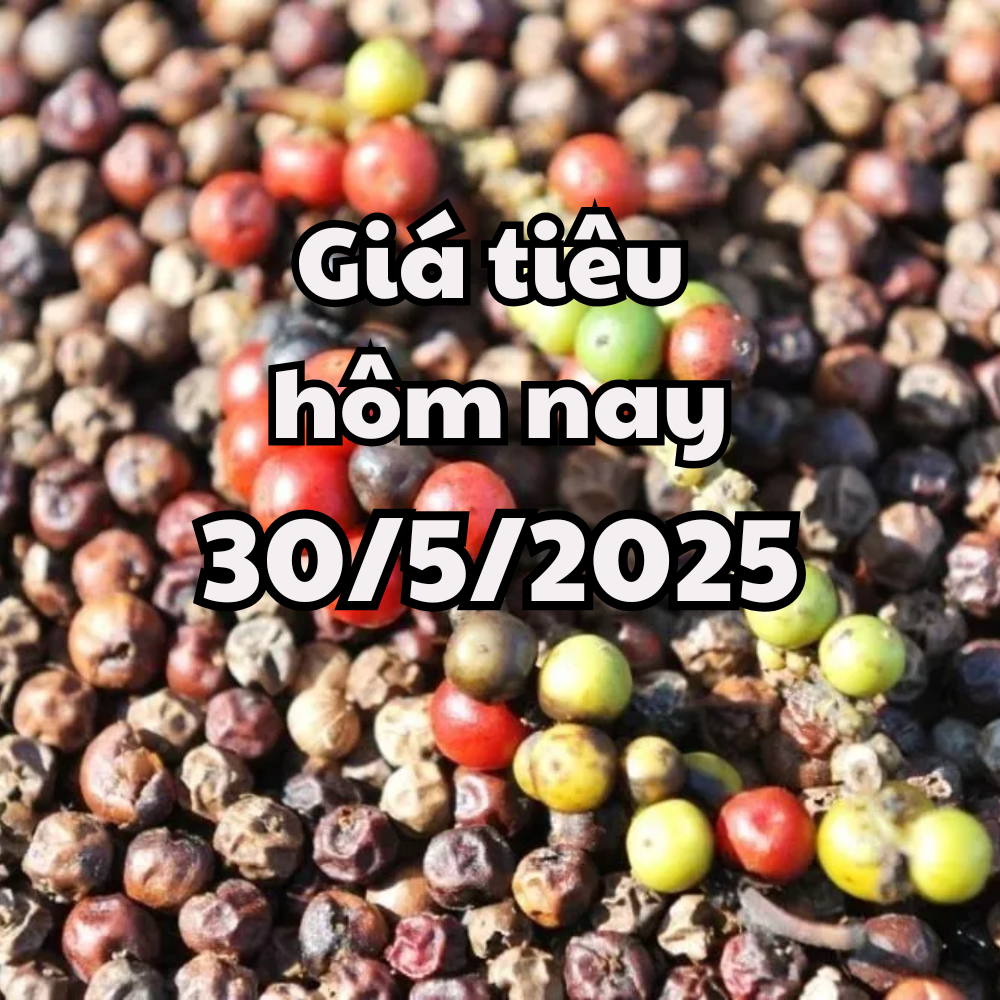 Giá tiêu hôm nay 30 5 2025 giảm nhẹ tạm nghỉ đợi mùa lễ hội