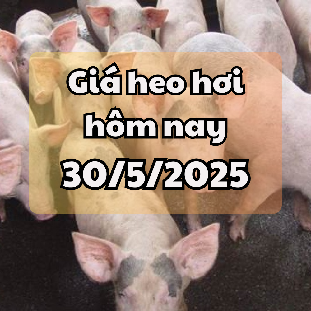 Giá heo hơi hôm nay 30 5 2025 Miền Bắc và miền Nam tăng nhẹ