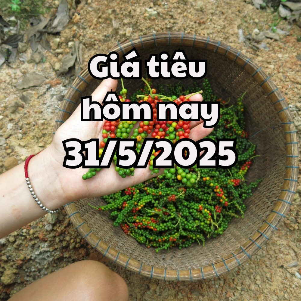 តម្លៃម្រេចថ្ងៃនេះ 5/31/2025 ធ្លាក់ចុះដល់បាតថ្មី ដោយសារគោលនយោបាយពន្ធ