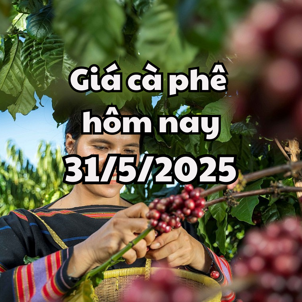 តម្លៃម្រេចថ្ងៃនេះ 31/05/2025 បន្តធ្លាក់ចុះ ដោយសារគោលនយោបាយពន្ធទៅវិញទៅមក