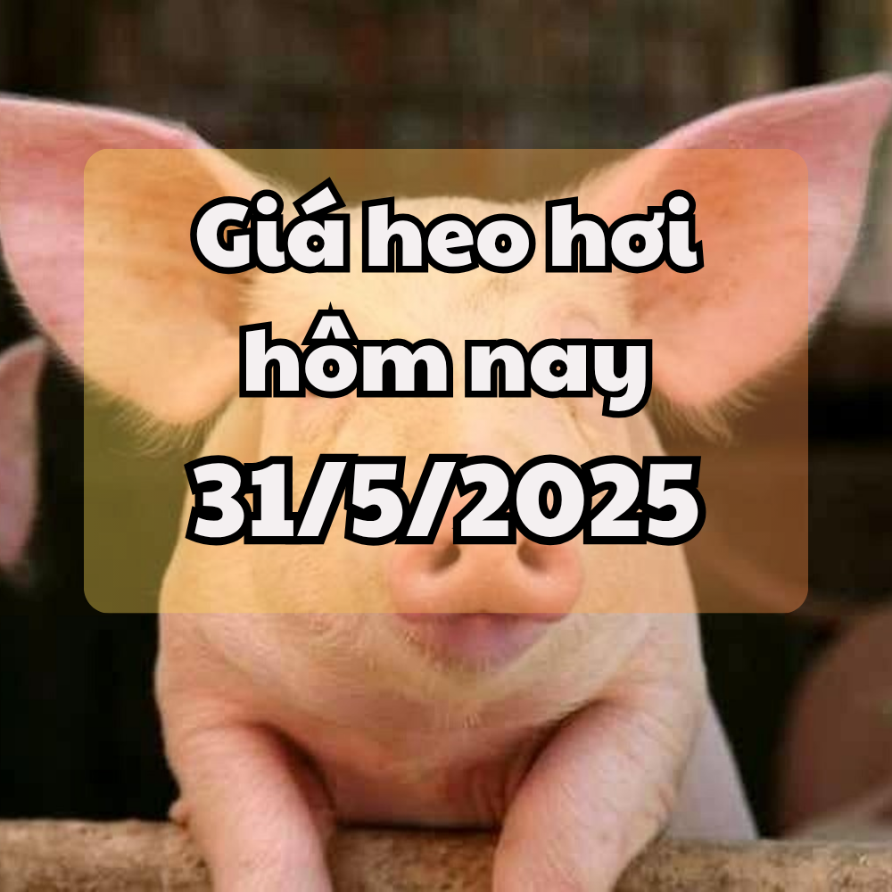 Giá heo hơi hôm nay 31 5 2025 Diễn biến phức tạp của dịch tả lợn