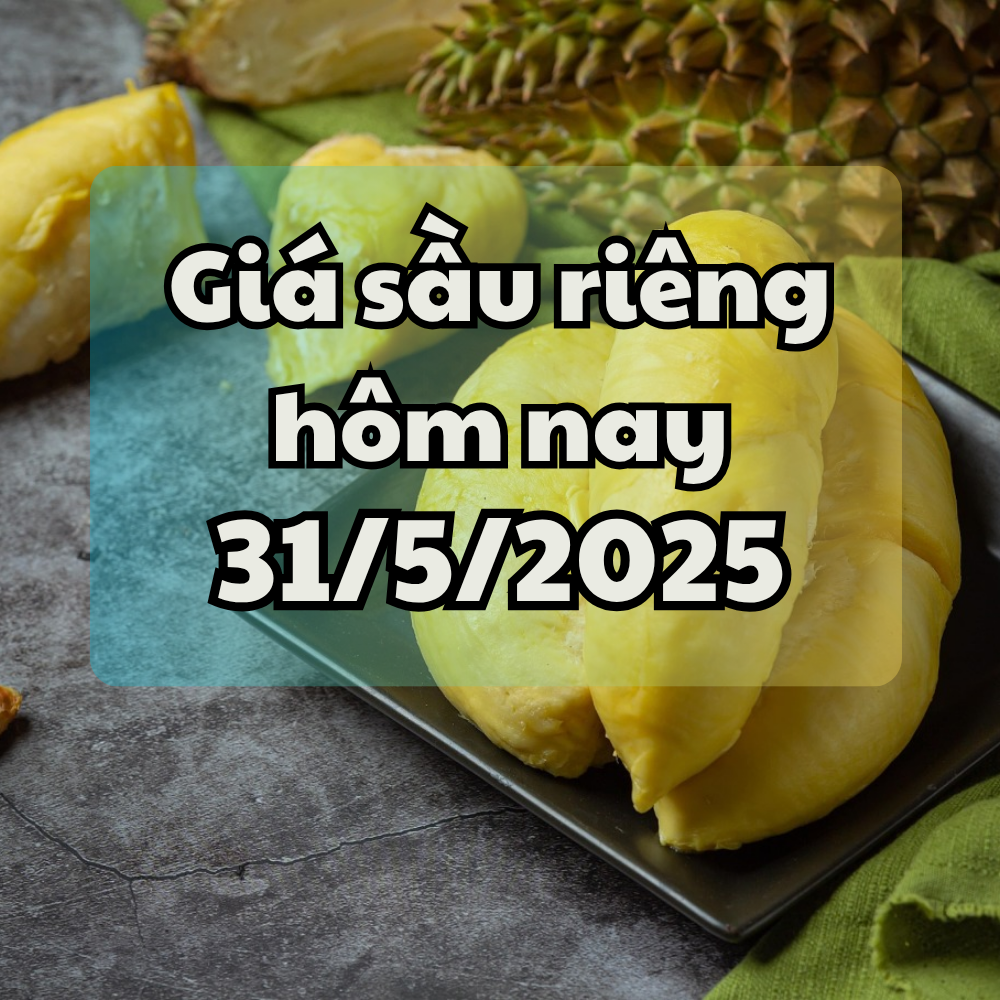 Giá sầu riêng hôm nay 31 5 2025 Trung Quốc tăng cường kiểm định