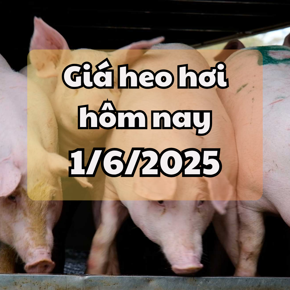 Giá heo hơi hôm nay 1 6 2025 Miền Bắc và miền Trung tăng nhẹ, miền Nam giữ đỉnh