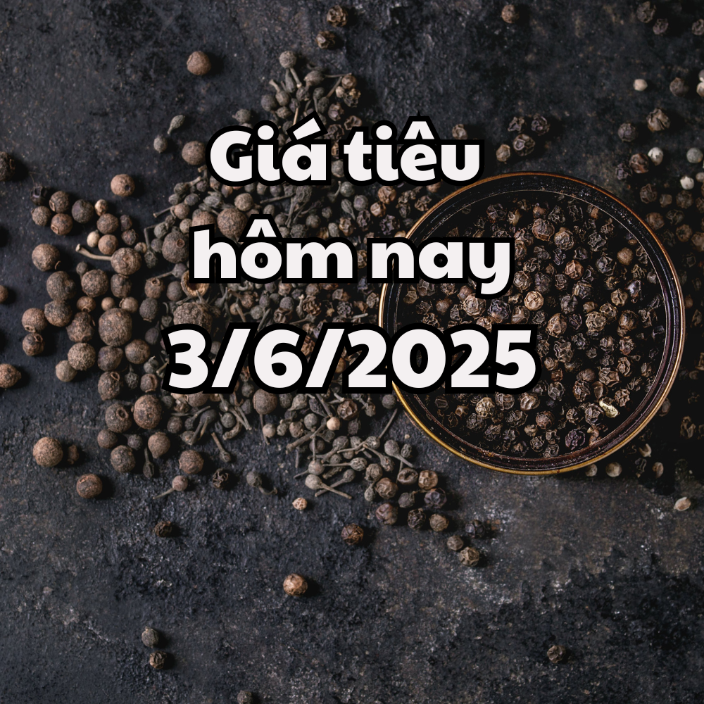 Giá tiêu hôm nay 3 6 2025 tiếp đà phục hồi tăng mạnh