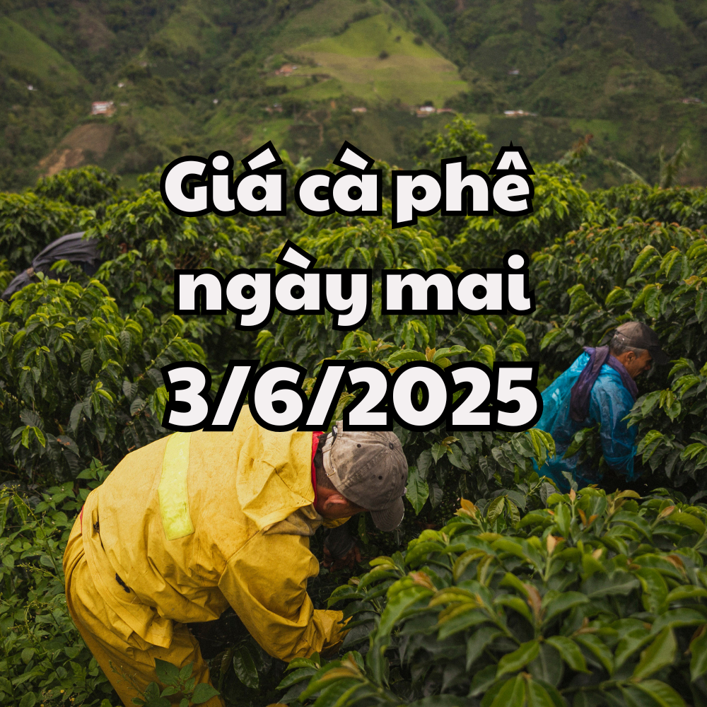 ព័ត៍មាន ការព្យាករណ៍តម្លៃកាហ្វេ ថ្ងៃទី ០៣ ខែ មិថុនា ឆ្នាំ ២០២៥ មិនប្រែប្រួលខ្លាំង