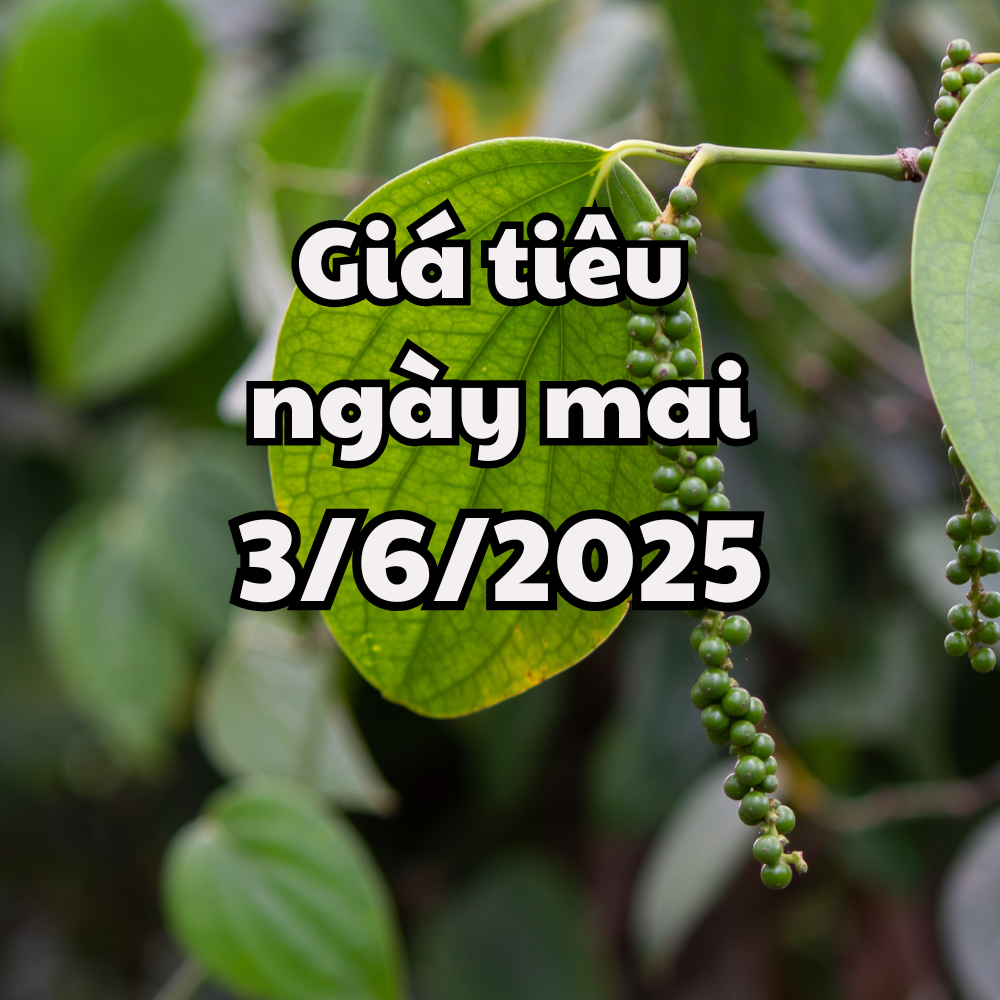 ព័ត៌មាន, ព្យាករណ៍តម្លៃម្រេចថ្ងៃទី៣ ខែមិថុនា ឆ្នាំ២០២៥ បន្តងើបឡើងវិញខ្លាំង