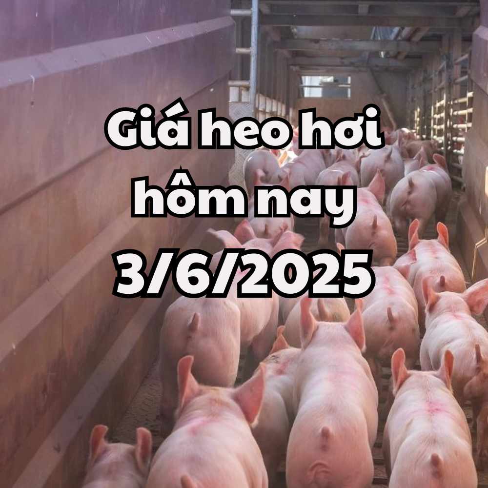 Giá heo hơi hôm nay 3 6 2025 Mất đỉnh giá, miền Nam giảm mạnh