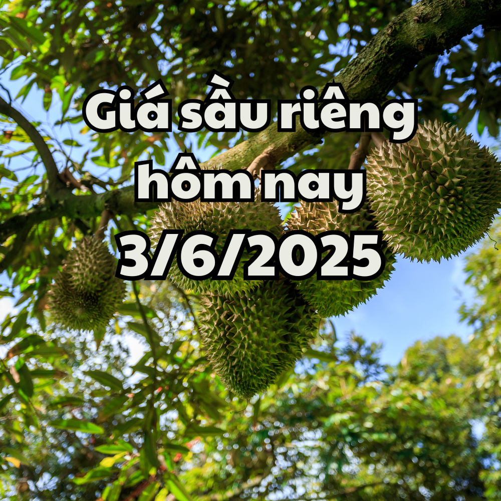 តម្លៃទុរេនថ្ងៃនេះ 3 6 2025 រងផលប៉ះពាល់ដោយដំណាំបរាជ័យ និងបទប្បញ្ញត្តិនាំចេញថ្មី។