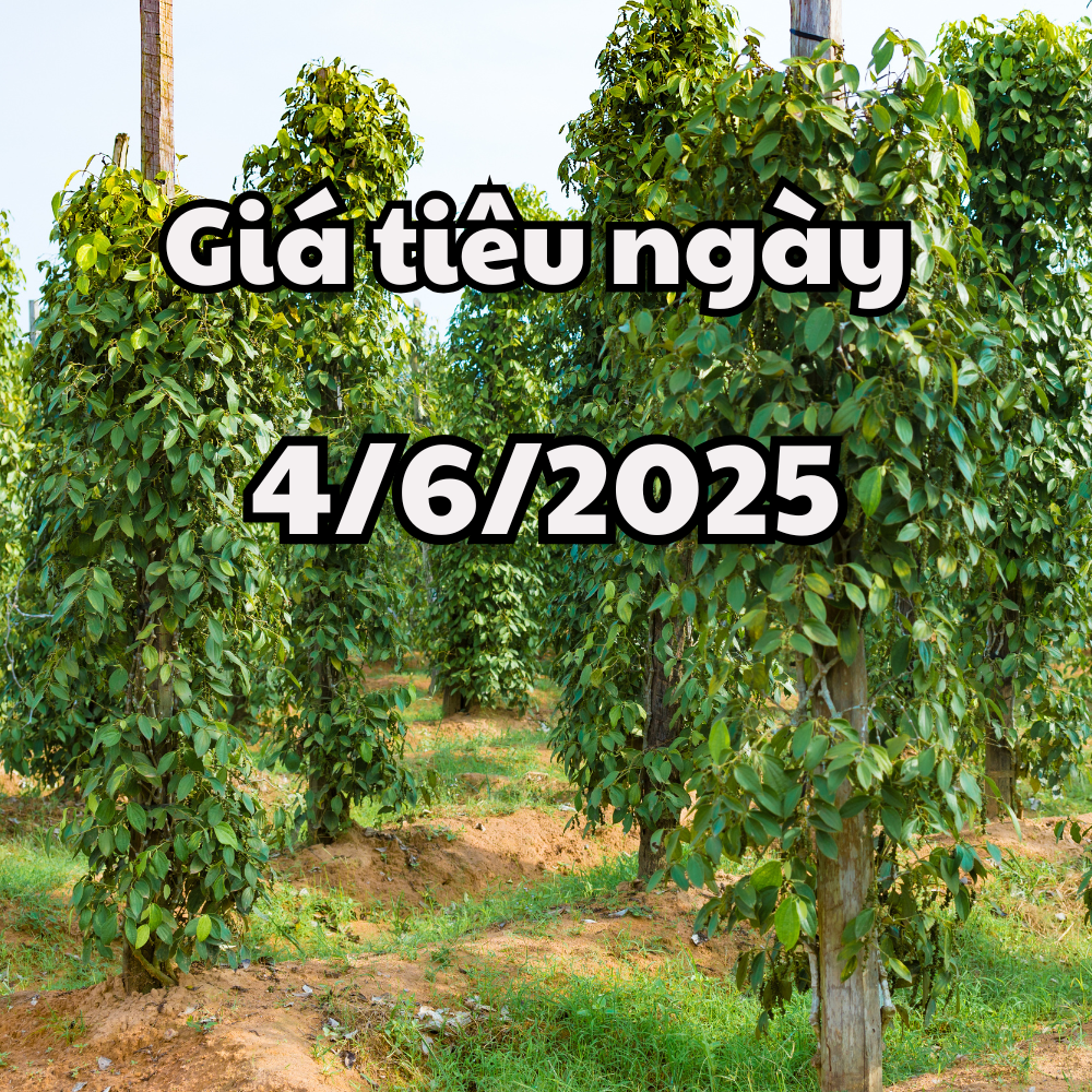 Tin tức, dự báo giá tiêu ngày mai 4 6 2025 giảm hàng loạt ở thị trường trong nước