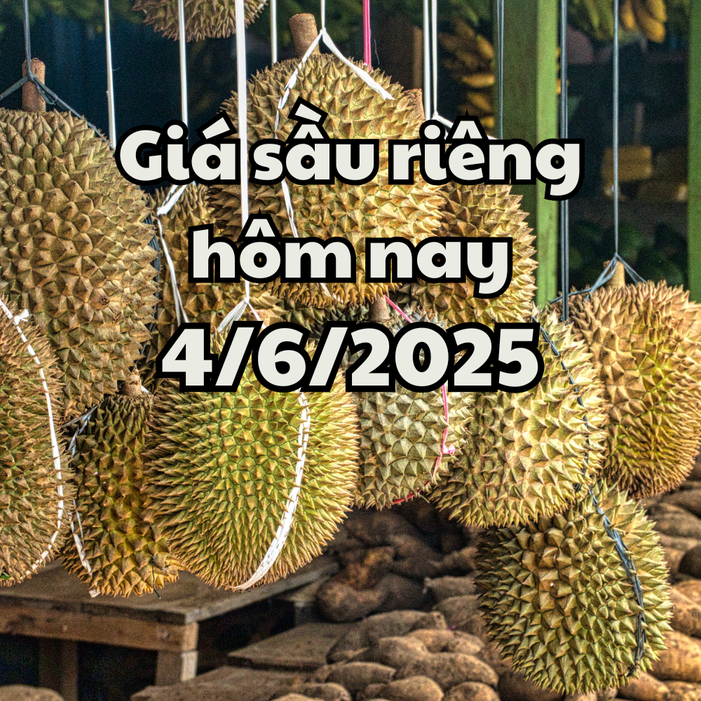 Giá sầu riêng hôm nay 4 6 2025 Trung Quốc tạo điều kiện cho sầu riêng Việt